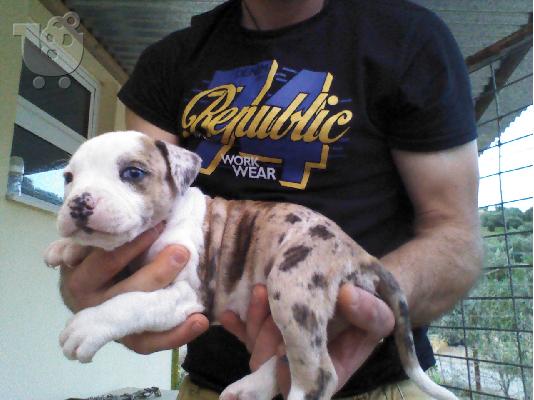 PoulaTo: πωλουνται κουταβια πιτ μπουλ